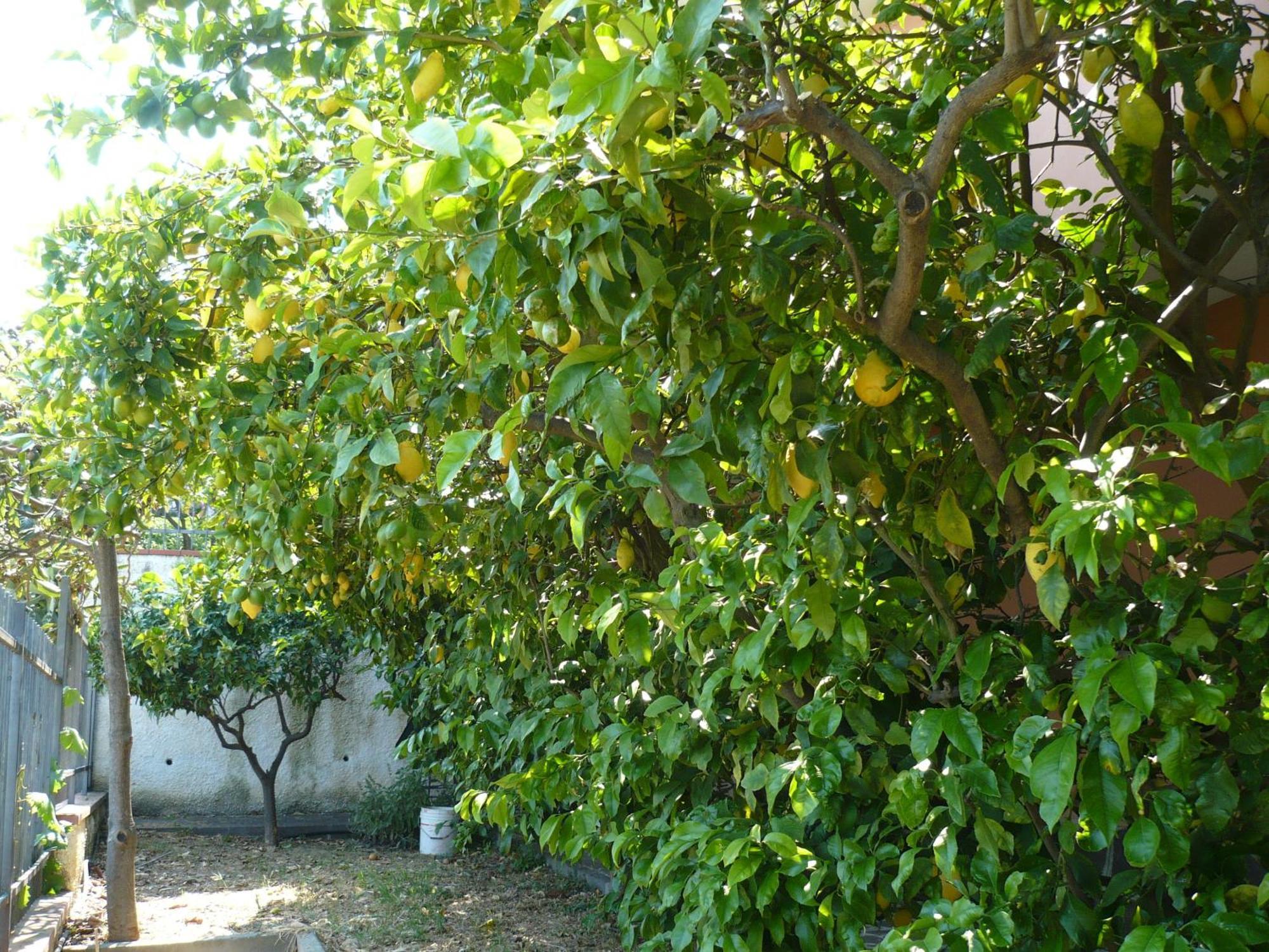 Azienda Agrituristica Villa Arianna Imperia Eksteriør billede