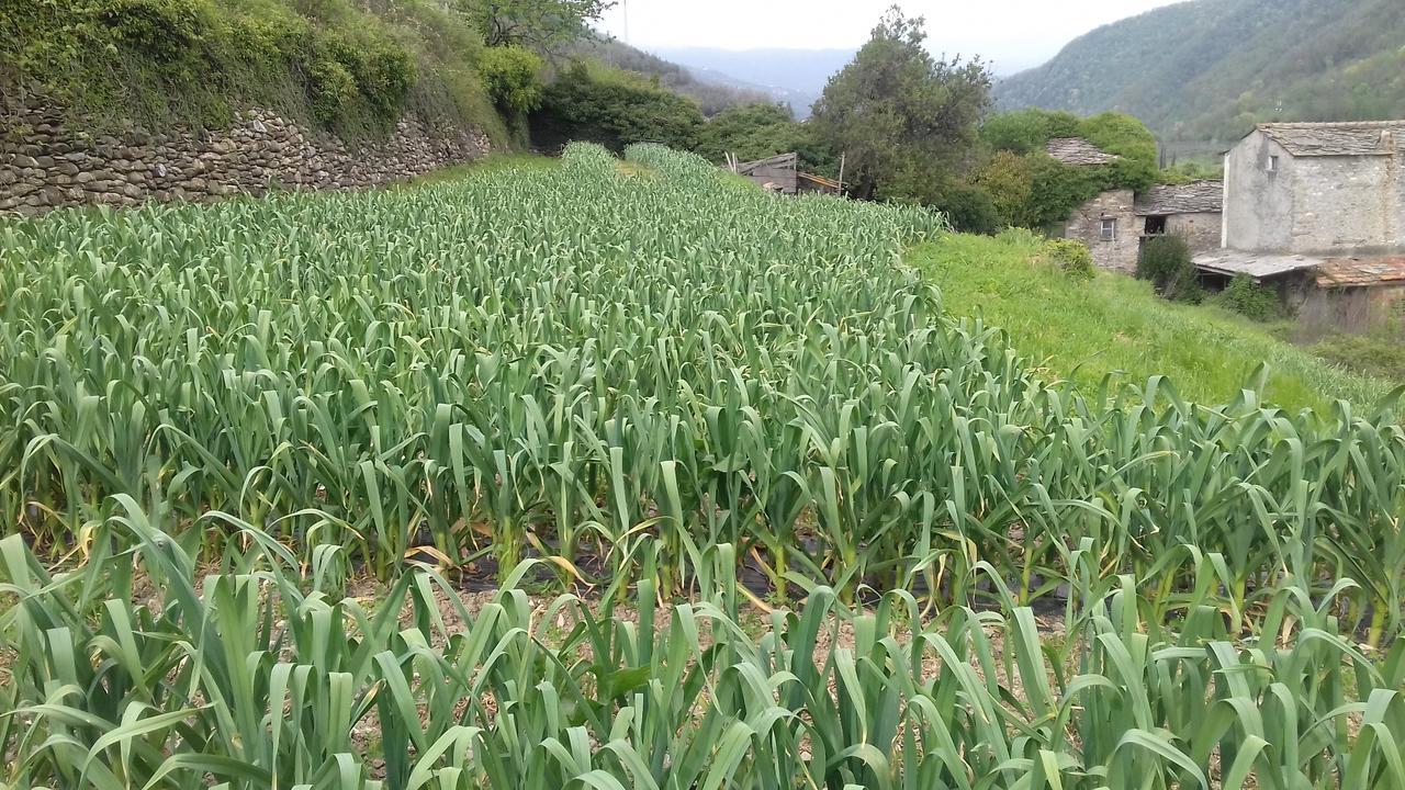 Azienda Agrituristica Villa Arianna Imperia Eksteriør billede